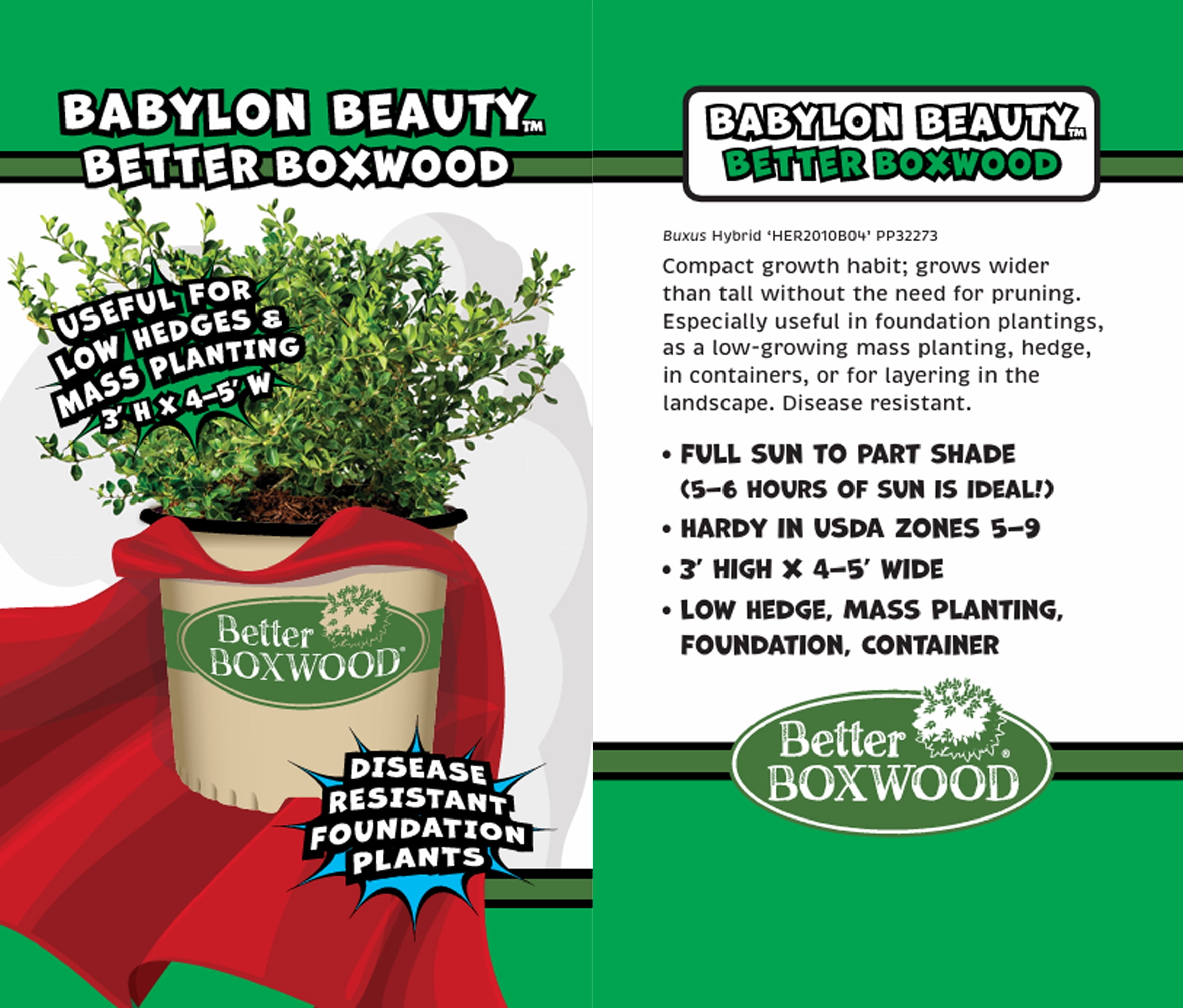 Better Boxwood Babylon Beauty Live Shrub in 1-Gallon Grower Pot