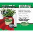 thumbnail image 4 of Better Boxwood Babylon Beauty Live Shrub in 1-Gallon Grower Pot, 4 of 7