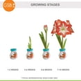 thumbnail image 4 of Garden State Bulb Reindeer Sweater Amaryllis Flower Bulb, Minerva, 28/30cm, 4 of 8