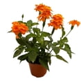 thumbnail image 4 of planta obelisco 35 lt, 4 of 5