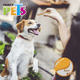 thumbnail image 2 of Caja Palitos De Carnaza Fancy Pets Sabor Pollo 19 kg, 2 of 2