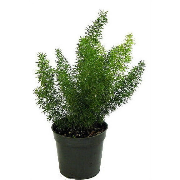 Foxtail Fern - Asparagus meyerii - 4" Pot - Live Plant