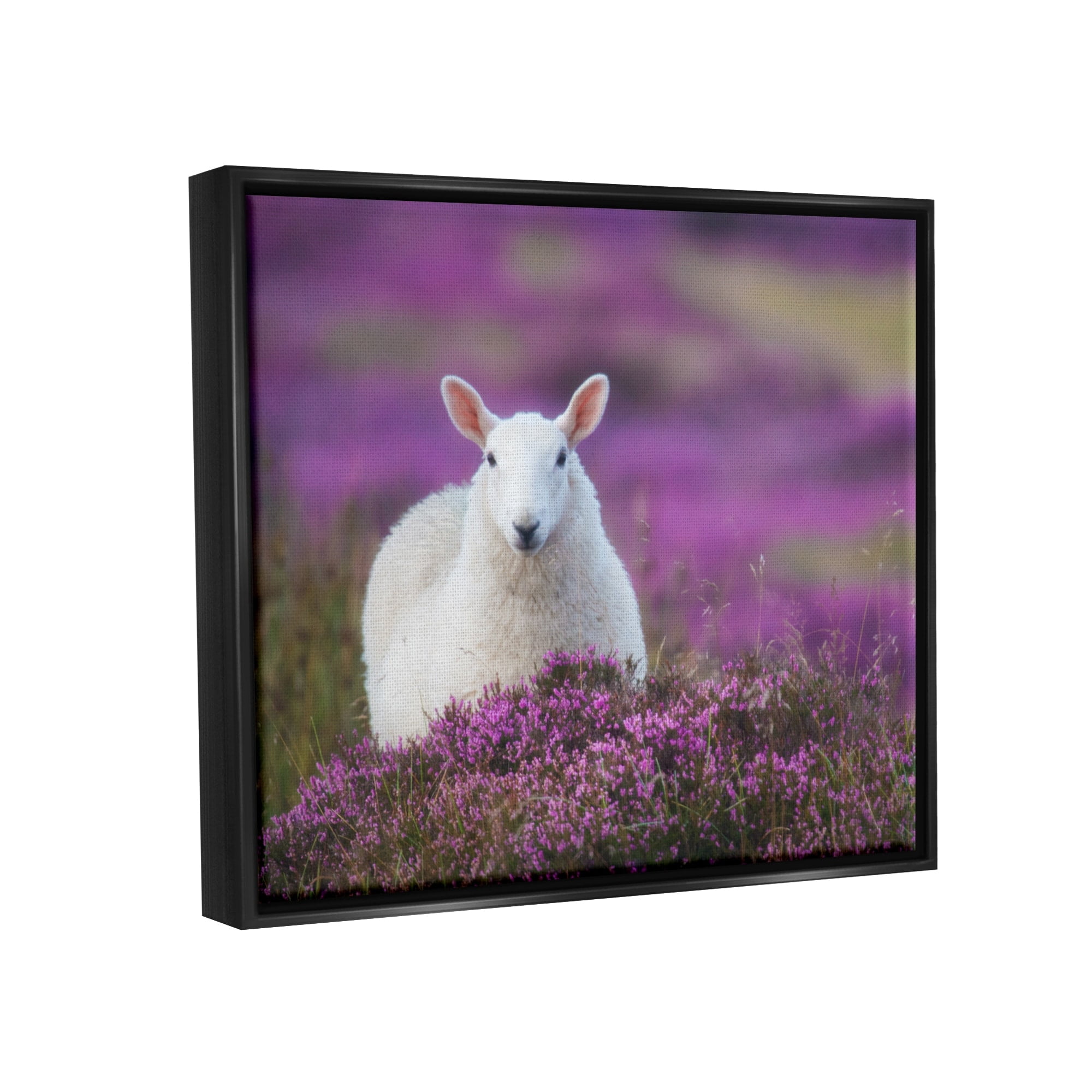 Stupell Industries Elegant White Sheep Among Purple Flower Meadow Photograph Jet Black Floating Framed Canvas Print Wall Art, Design by James Dobson
