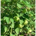 thumbnail image 2 of 200 GRANDE Rio VERDE TOMATILLO Green Physalis Ixoxcarpa Vegetable Seeds, 2 of 5