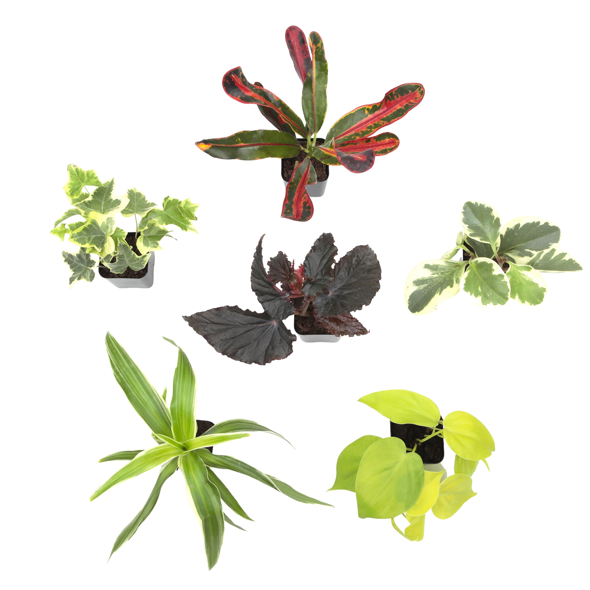 Element by Altman Plants Miniature Live House Plants (6PK), Air Purifying Live Plants, 2" Pots