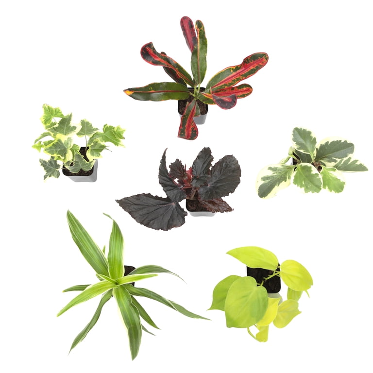 Element by Altman Plants Miniature Live House Plants (6PK), Air Purifying  Live Plants, 2" Pots