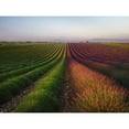 thumbnail image 3 of Anton, Rostovskiy 24x19 Black Modern Framed Museum Art Print Titled - Field Of Lavender, 3 of 5