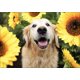 thumbnail image 1 of BELLCAT Dog Sunflower Diamond Painting - Golden Retriever Diamond Painting Kits, Full Coverage, Round Rhinestone, DIY Art- Fun Gift for Adults,Childre, 1 of 4