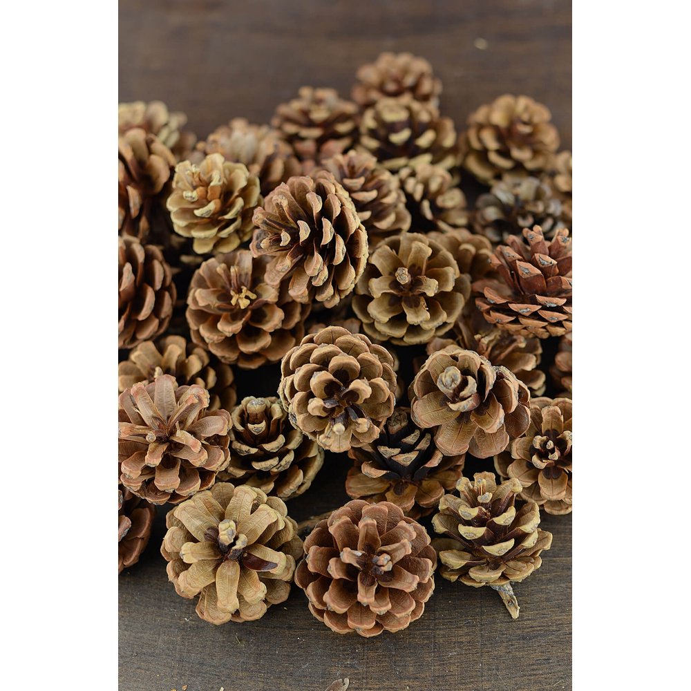 Pine Cones Natural 1lb 3545 cones
