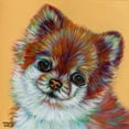 thumbnail image 2 of Vitaletti, Carolee 15x15 Black Ornate Wood Framed with Double Matting Museum Art Print Titled - Colorful Pomeranian, 2 of 4