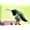 BS25-2107-364-YUK15, variant on PixonSign Canvas Print Wall Art Green Hummingbird Against Yellow Background Birds Wildlife Photography Realism Contemporary Relax/Calm Multicolor Ultra for Living Room, Bedroom, Office - 32"x48"
