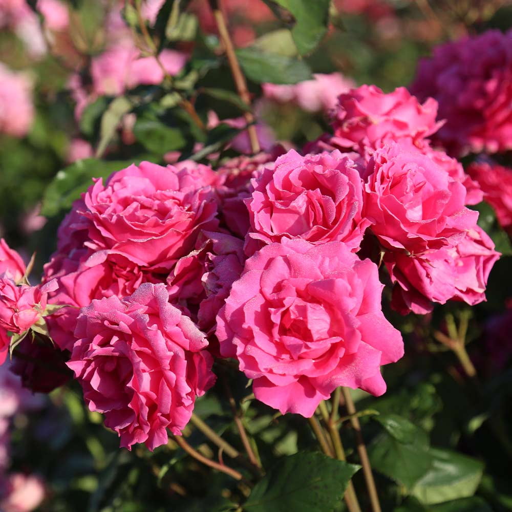 Heirloom Roses Countryman Hardy Rose Bush Pink Flowers For Garden