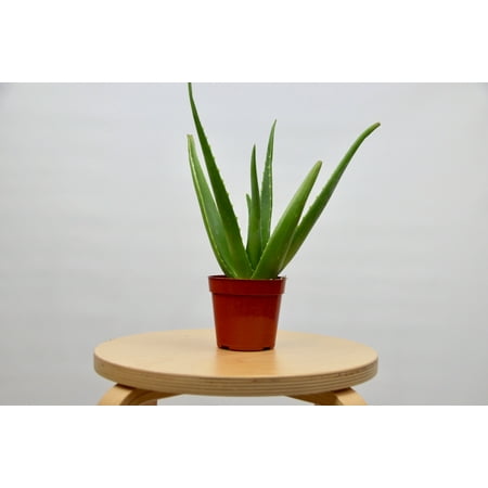 Aloe Vera Plant 4 Pot Easy To Care For Walmart Com