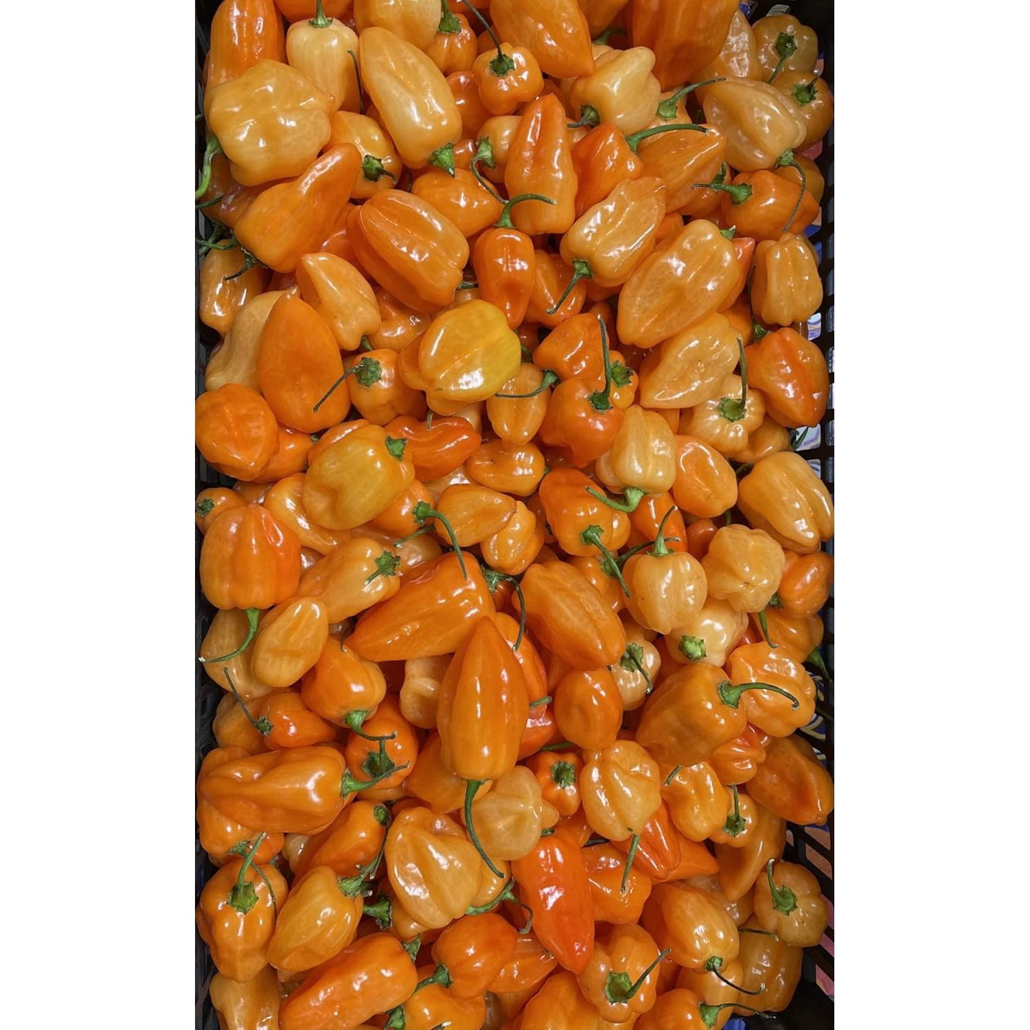 Fresh Habanero Chili Peppers - 2 lbs