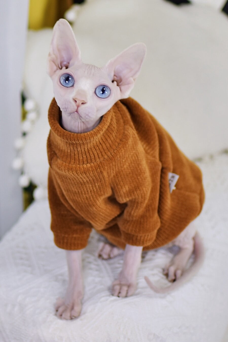 sphynx in sweater
