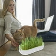 Lona Cat Grass Planting Box Set Hydroponic Chewing Plant Growing Set