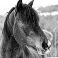 thumbnail image 2 of Larson, Nathan 12x12 White Modern Wood Framed Museum Art Print Titled - Winter Horse I, 2 of 4