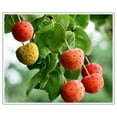 thumbnail image 2 of 5 Flowering WHITE KOUSA DOGWOOD Cornus Kousa Tree Seeds, 2 of 5