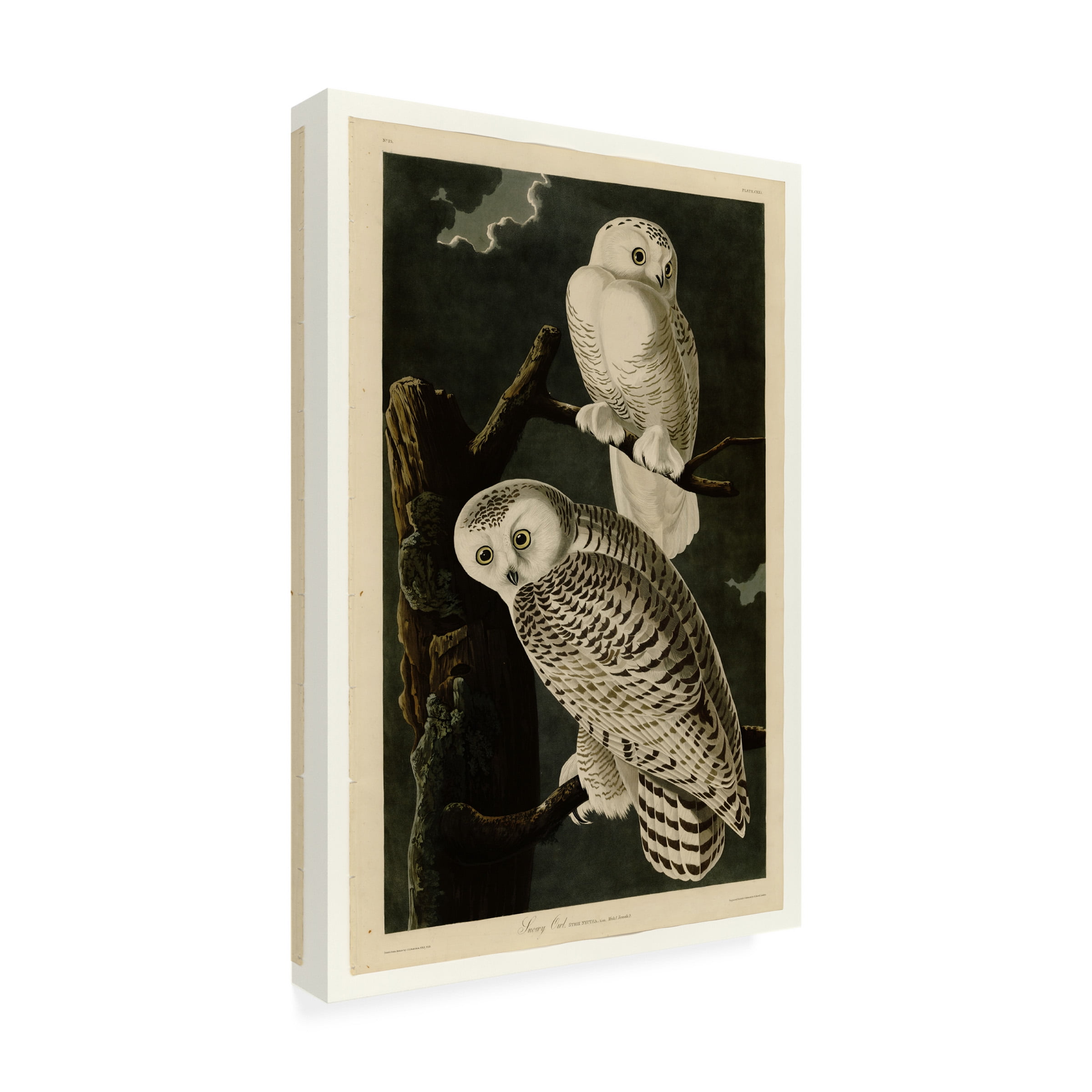 John James Audubon 'Snowy Owl' Canvas Art