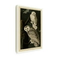 thumbnail image 4 of John James Audubon 'Snowy Owl' Canvas Art, 4 of 4
