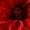 Red Flower Bloom, variant on Elephant Stock Red Flower Bloom Wall Art - Horizontal Canvas Wall Art - Living Room Wall Decor - Floral And Botanical Canvas - Red And Black Decor - 12" x 8"
