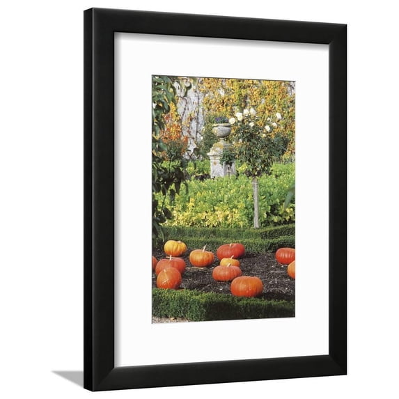 Pumpkins in the Garden, Castle Gardens, Villandry, Centre, France, Framed Art Print Wall Art Sold by Art.Com