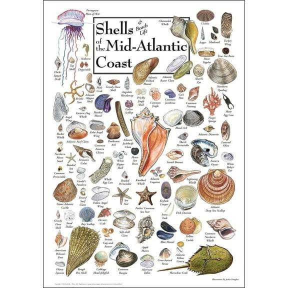 Poster - Shells of The Mid-Atlantic Coast Student Animal Poster Birthday Gift Children's Room Poster Bedroom Decor Office Decor Gifts