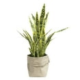 thumbnail image 1 of Artificial Faux Real Touch 36" Tall Sansevieria Plant, 1 of 3