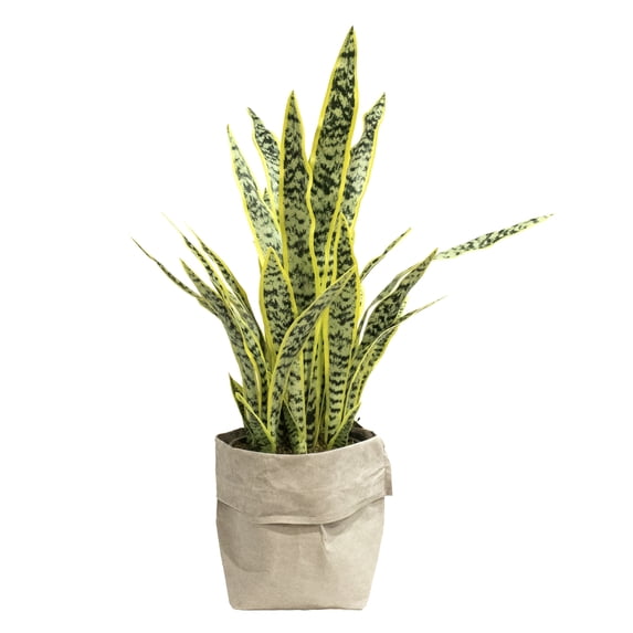 Artificial Faux Real Touch 36" Tall Sansevieria Plant