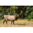 thumbnail image 2 of Garber, Howie 32x22 Black Ornate Wood Framed with Double Matting Museum Art Print Titled - Bull elk with huge rack-Banff National Park-Canada, 2 of 4