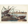 thumbnail image 2 of Audubon, John James 24x17 Gold Ornate Wood Framed with Double Matting Museum Art Print Titled - Pl. 243 American Snipe, 2 of 4