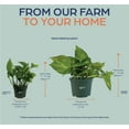 thumbnail image 3 of Nature's Way Farms Pothos Golden Live Plant (8-15 inches tall) in growers pot, 3 of 4