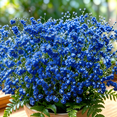 thumbnail image 2 of Baby's Breath Ornamental Cultivation Pellets — Easy-to-Grow Perennial Flowering Plants for Gardens & Balconies., 2 of 7