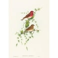 thumbnail image 3 of John Gould 14x18 Black Modern Framed Museum Art Print Titled - Carpodacus Erythrinus (Common Rose Finch), 3 of 5
