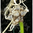 thumbnail image 5 of 45 Egyptian Walking Onion Bulbs for Planting, Tree Onion Small Topsets Bulblets Perennial Onions Walking Onions Bulbs, 5 of 6