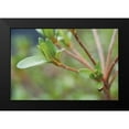 thumbnail image 2 of Berzel, Erin 18x13 Black Modern Framed Museum Art Print Titled - Spring Leaves II, 2 of 5
