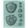 thumbnail image 2 of Vision Studio 12x14 Black Ornate Wood Framed with Double Matting Museum Art Print Titled - Spa Shell Collection VI, 2 of 4