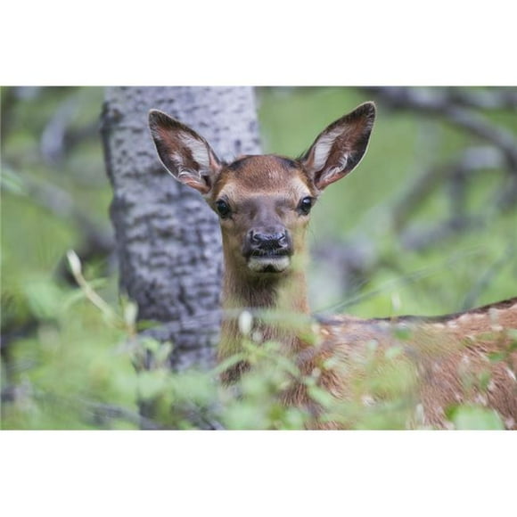 Posterazzi DPI12252392LARGE Young Elk Cervus Canadensis Jasper National Park - Alberta Canada Poster Print - 38 x 24 in. - Large