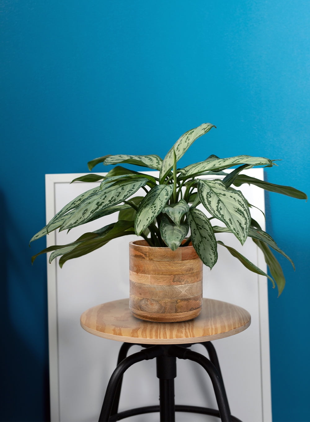 Large Mango Wood Cachepot for Plants - 9" Diameter & 8.5" Tall, Set of 4