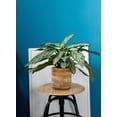 thumbnail image 6 of Large Mango Wood Cachepot for Flowers & Plants, 9" Diameter & 8.5" Tall, 6 of 7
