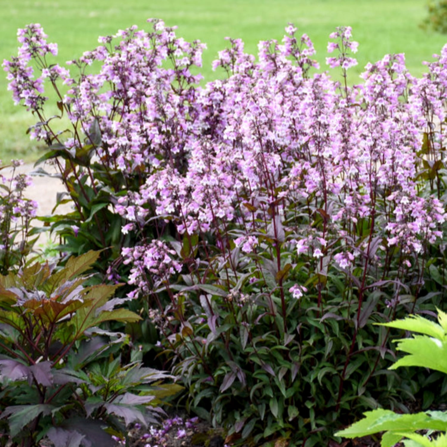 Proven Winners 6" Purple 'Midnight Masquerade' Beardtongue Live Plant in 7.5" Pot