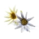 thumbnail image 5 of 30 Piezas de Flores Artificiales Perfecl Cabezas de Flores de Seda, 5 of 8