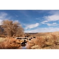 thumbnail image 2 of Highsmith, Carol 14x11 Black Modern Framed Museum Art Print Titled - Cattle grazing in a meadow-Bishop-Mono County-California, 2 of 4