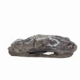 thumbnail image 4 of Decoración Fósil De Dinosaurio Reptil, Adorno Fósil De Dinosaurio De Acuario De Resina Simulación Respetuosa Con El Medio Ambiente Vívido Robusto Hermoso Para El Entorno De, 4 of 7