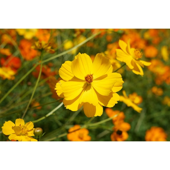 Seed Pack = = =100 Seeds- Cosmos Bright Lights -Drought Tolerant Annual- Attracts Butterflies -Wildflower Border-Flower Beds-Cut Flowers