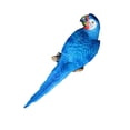 thumbnail image 3 of 20 realistas grandes loros realistas ornamentos de pájaros de resina modelo animal estatuas diy césped escultura árbol decoración color / c 38cm azul, 3 of 6