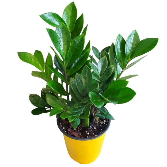 ZZ Plant Live Houseplant – Zamioculcas Zamiifolia in 6-Inch Grower Pot – Easy Care Indoor Plant for Low Light – 14" to 18" Tall – Air Purifying Houseplant