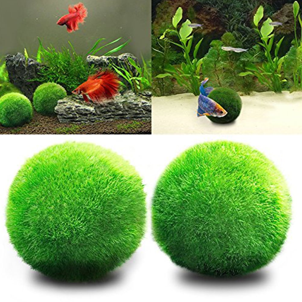 Aquatic Pet Supply Aquarium Moss Ball Decorations Live - Temu
