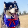 thumbnail image 6 of Dog Bandana Exquisite Printing Waterproof Cute Comfortable Dog Drool Bib Adjustable Bib Handkerchief Accessories for Small, Medium, Large and Extra-Large Dogs, 6 of 7