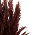 thumbnail image 4 of Vickerman 36" Merlot Plume Reed Bundle (15-20 stems), Preserved, 4 of 4